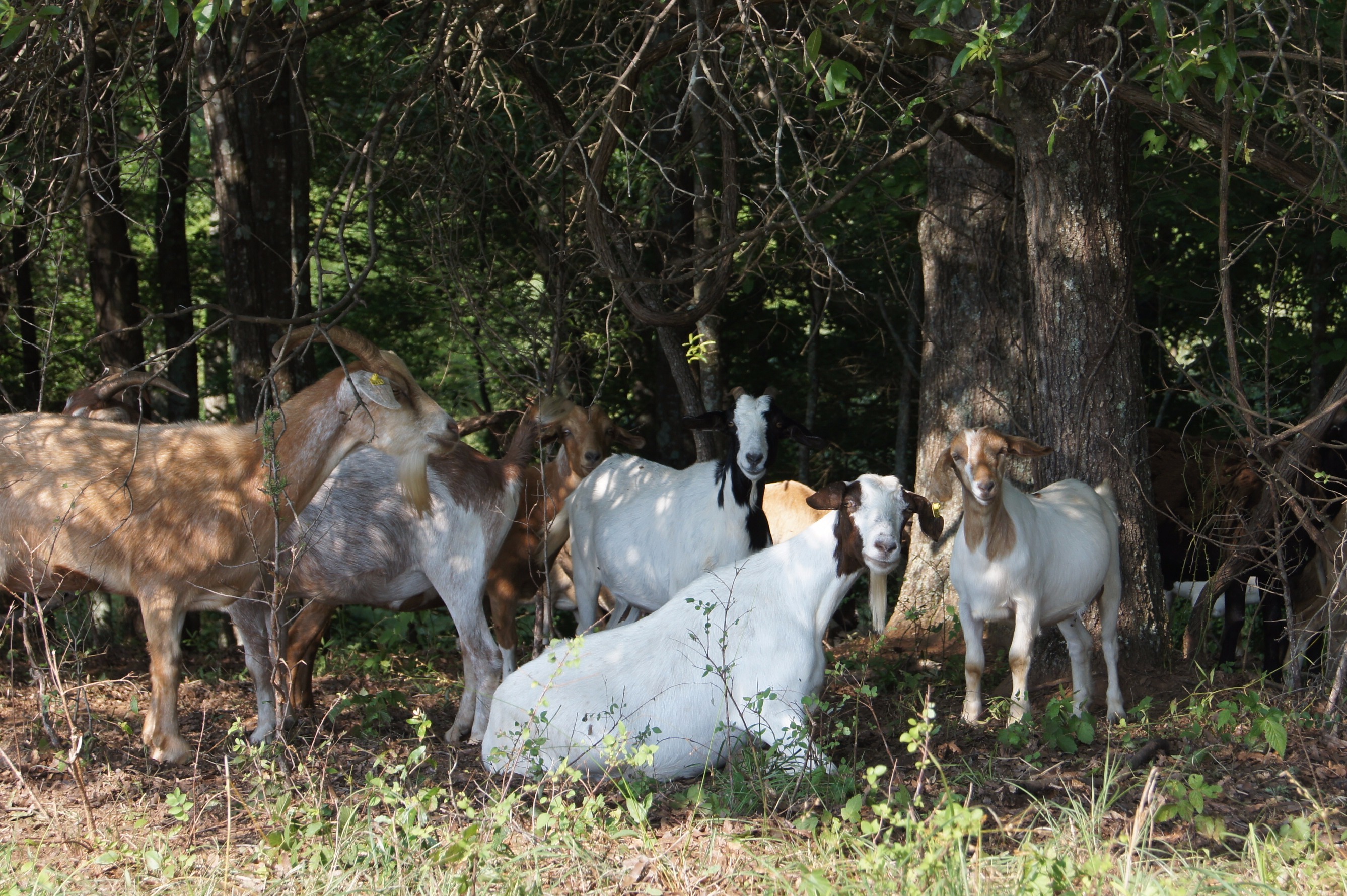 Goat entire life on pasture