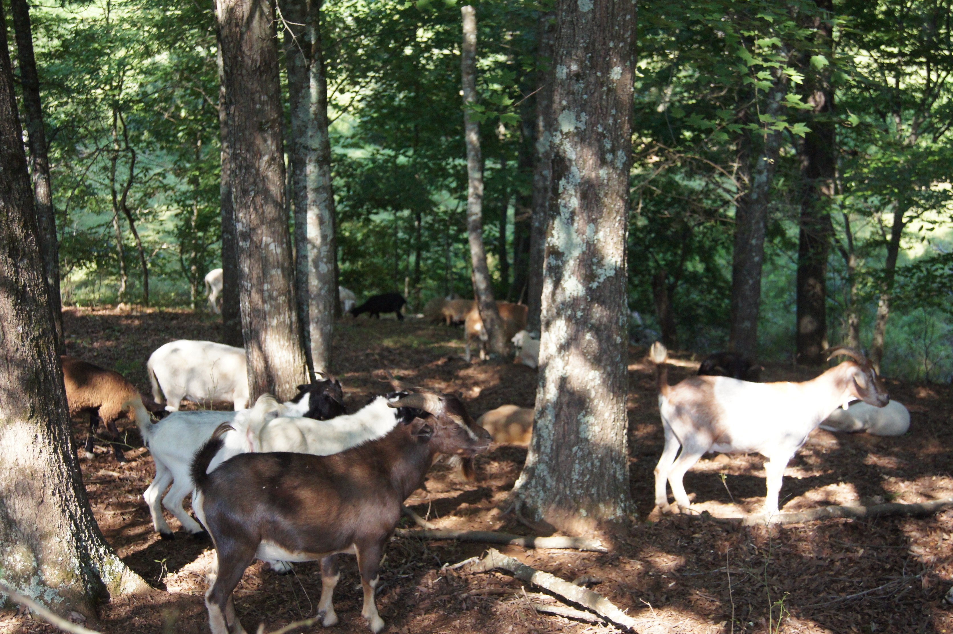 B.H.R. grass fed goats graze