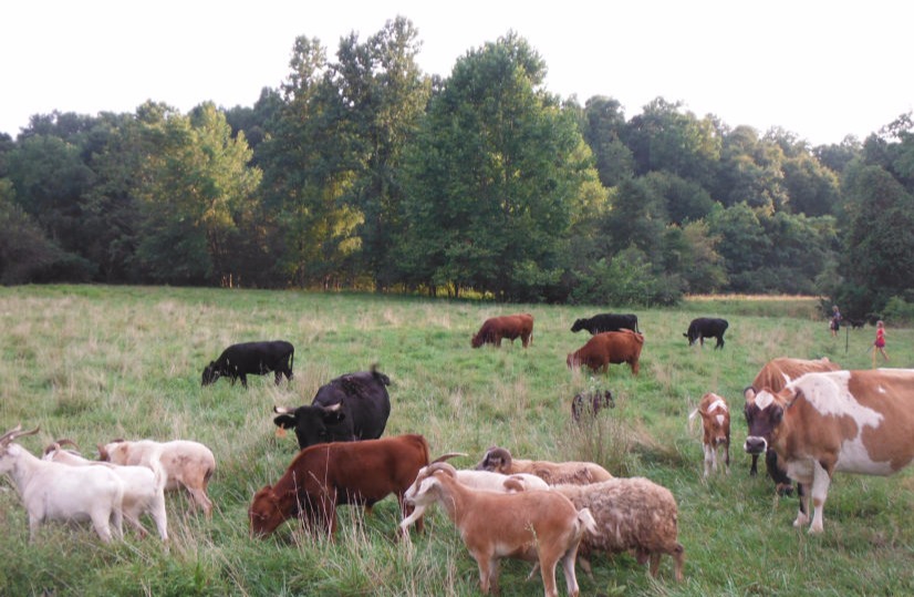 Farmer's family helping with fencing and moving cattle, flocks, herding