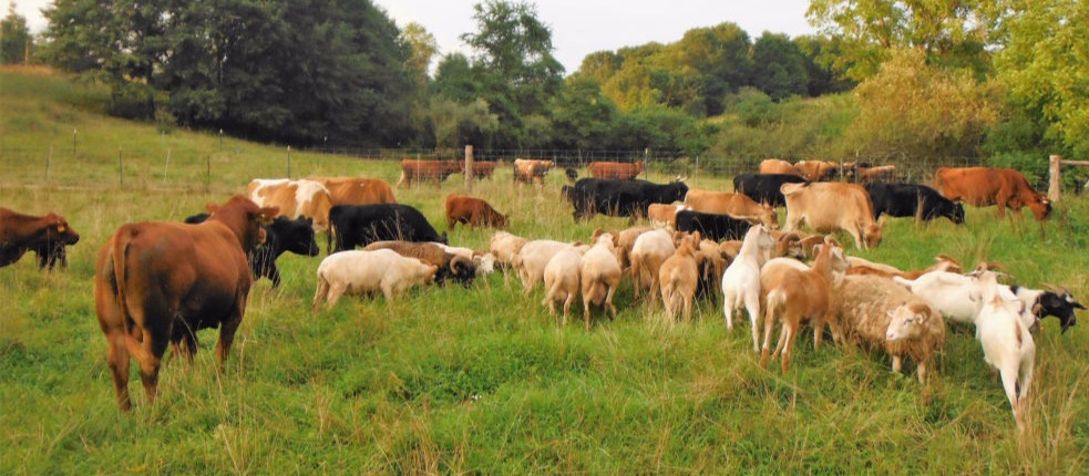 Near Lowesville, VA sheep, cattle & goats graze together at Brooklyn Hills Ranch 2019