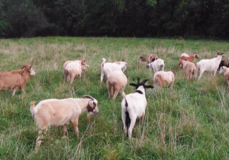 1 to 2 year old goats called Chevon, in our field in Central Virginia