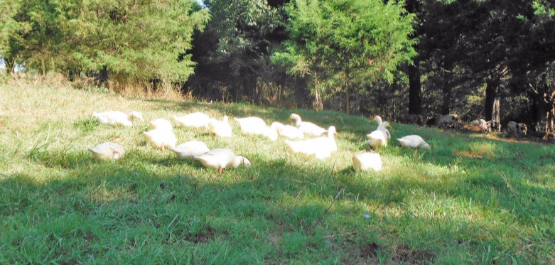 BHR flock of white Peking Ducks add diversity while they graze grass/ bugs near our pigs