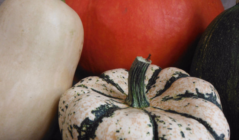 Squash of colors & sizes grown at BH Ranch near Amherst, VA