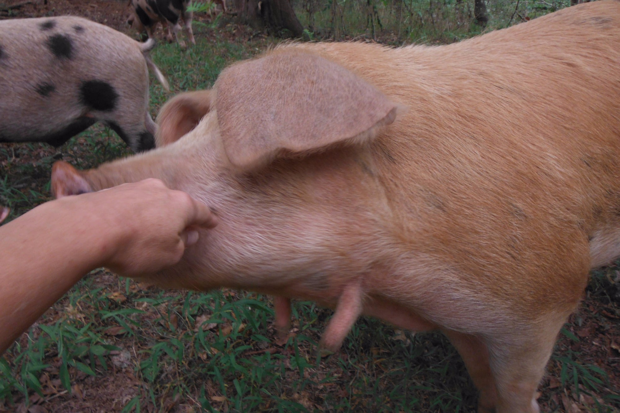 Reaching out a hand to touch a big red pig with wattles