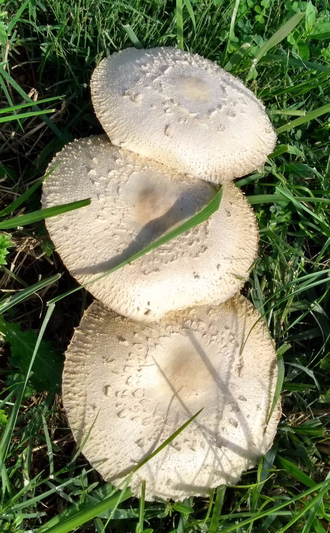 3 white mushrooms flourish in the grasses,  fungi add to the diversity biological life