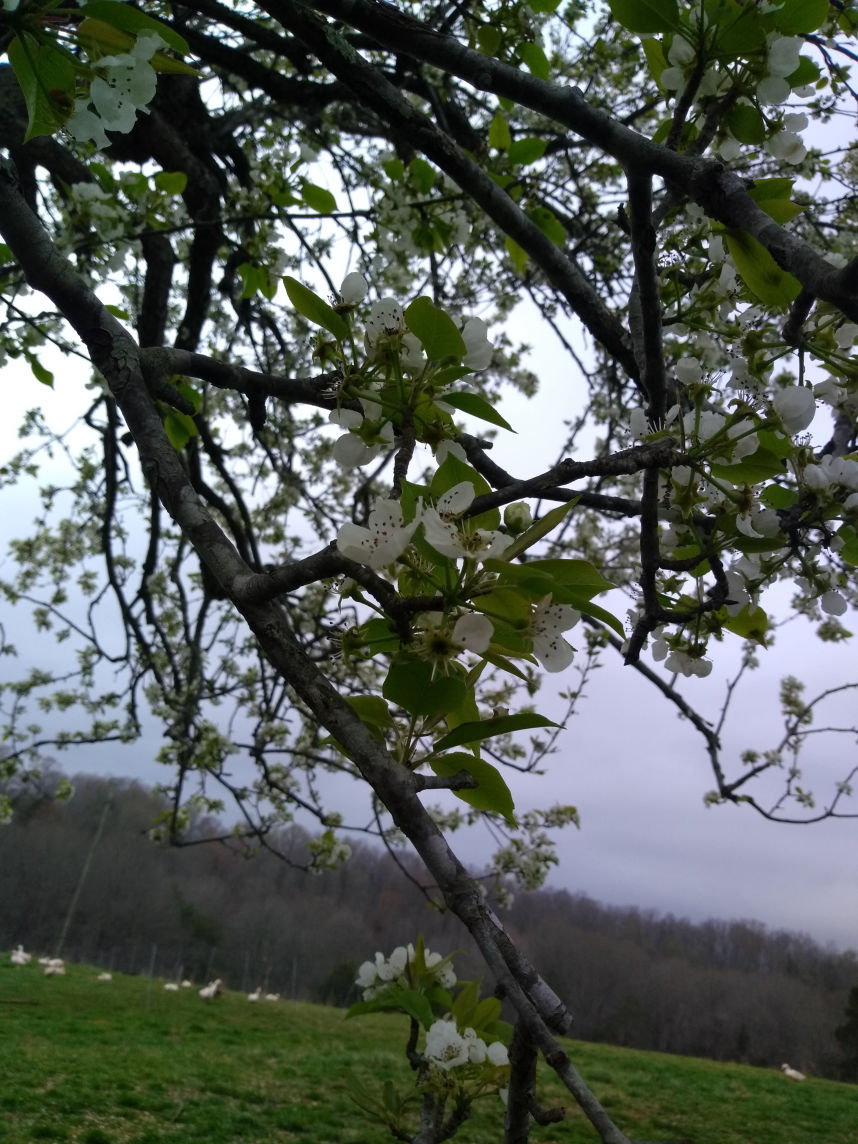 At BHR an established hard Pear tree blossoming white Spring of 2019, herds grazing behind