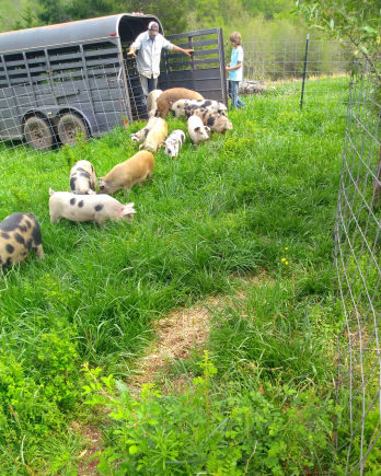 Pigs Arrive