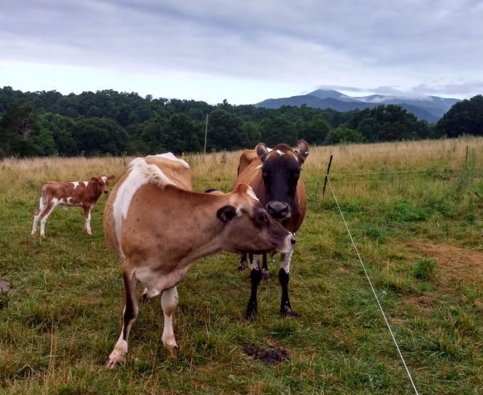 2 mother cows with a calf in the background with the Blue Ridge Mountains behind them
