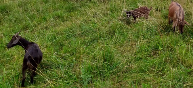 Black and brown young kid goats that are playing in our field 100% grassfed 100% grassfinished