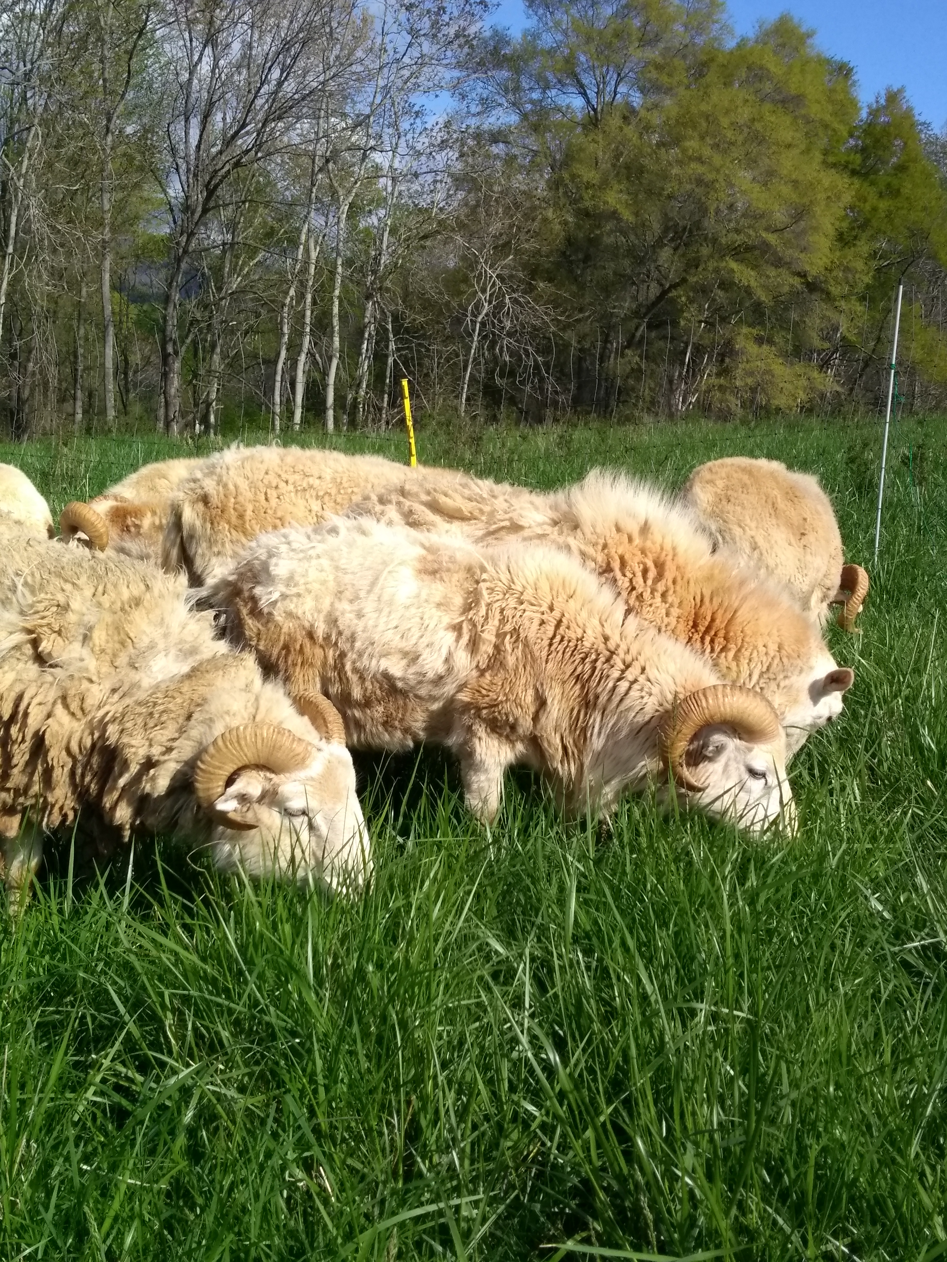 B.H.R. grass fed Lamb grazing
