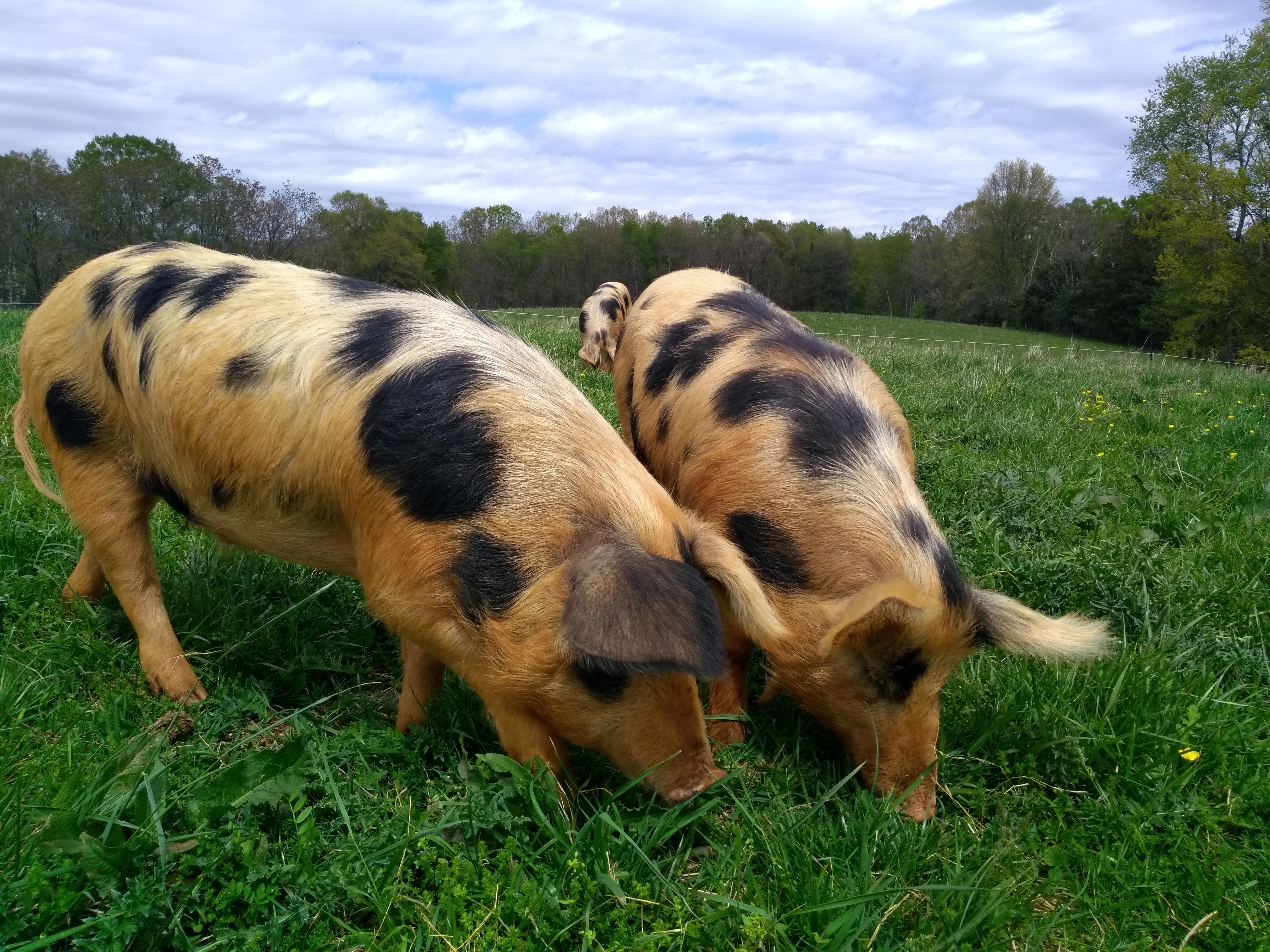 Forested Pig fed Organic grain