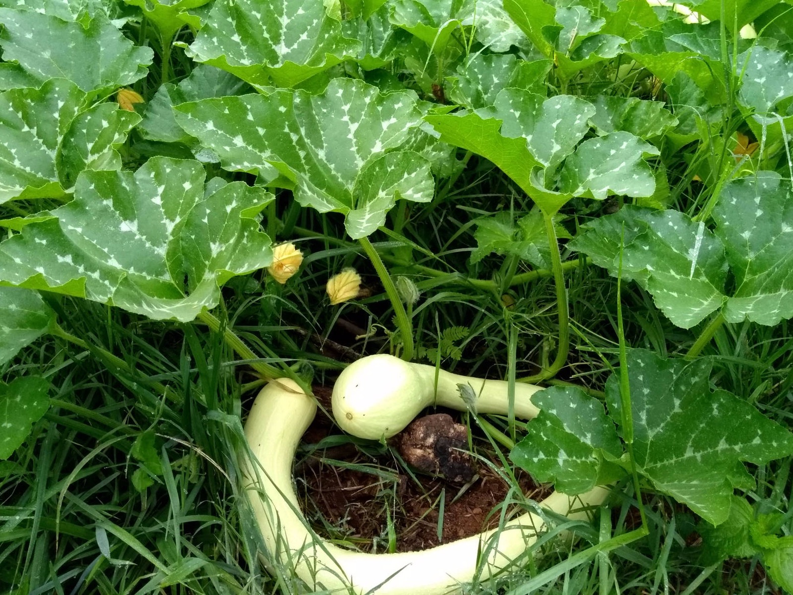 Nutrient dense Zucchini Rapicante squash in an interesting circular shape produced at Brooklyn Hills Ranch